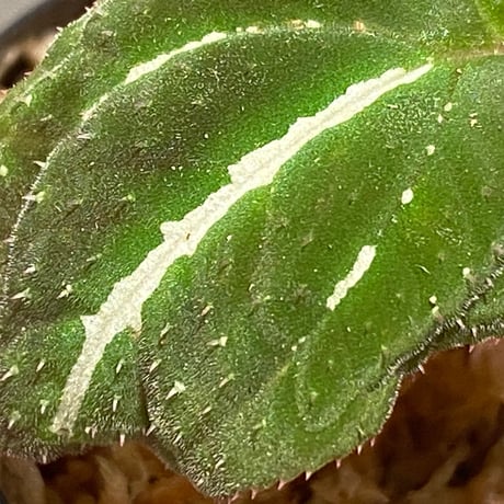 Melastoma sp. "White line" from Tambunan