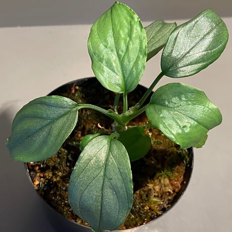 Homalomena sp. "Silver Bullet Green" from P.Linga [AZ1017-1]