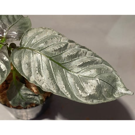 Ophiorriza sp. "鋼" from Aceh Selatan [HW0816-03]
