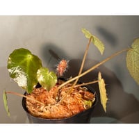 Homalomena sp. from Riau sumatera [LA0815-01] |