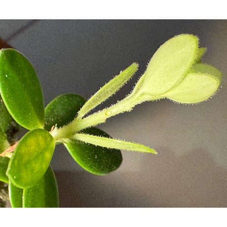 Plutarchia portillae [ECUAGENERA]