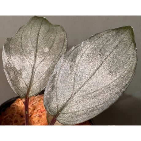 Homalomena sp. "Imperial Japanese Navy" from Resum P.Lingga [AZ0517-11]