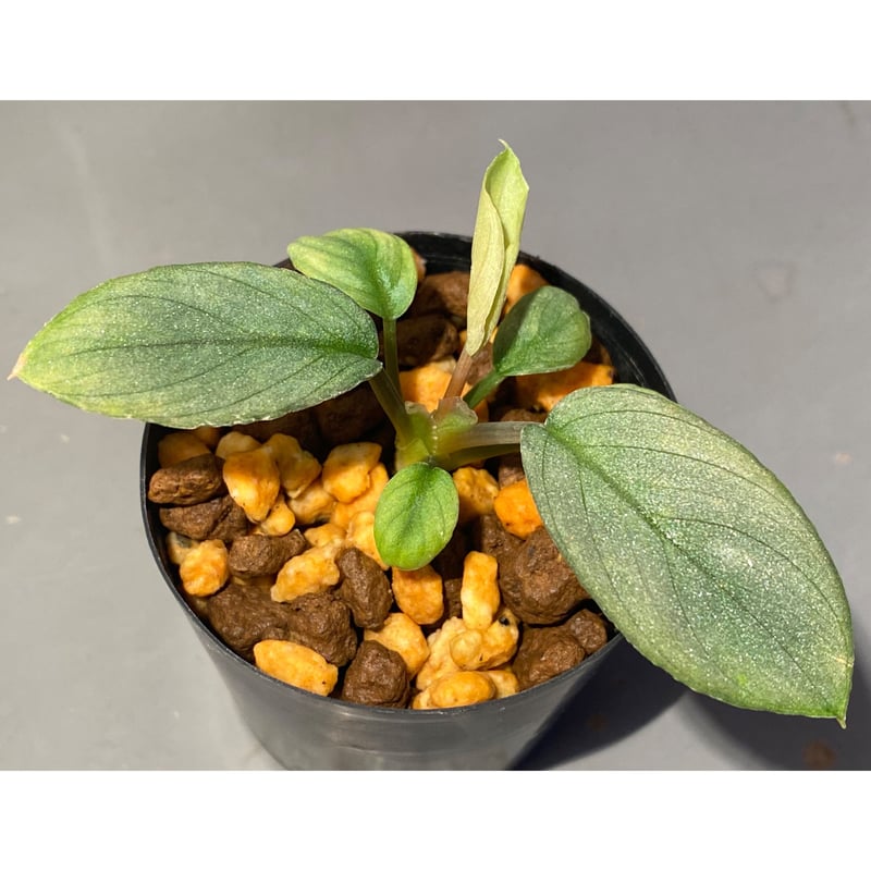 Homalomena hyb. Rec110-03 [K0320-f1] KZT | M・R・G・R