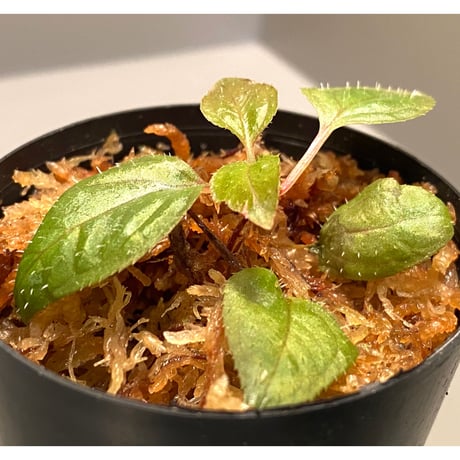 Sonerila sp. wf1 from Phang Nga Thailand [KZT]