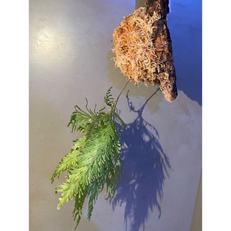 Selaginella sp. from Sangkhlaburi Kanchanaburi Thailand