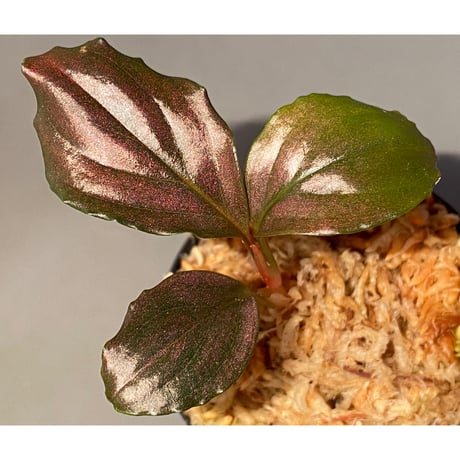 Rhodospatha sp. from Ecuador [tanakay]