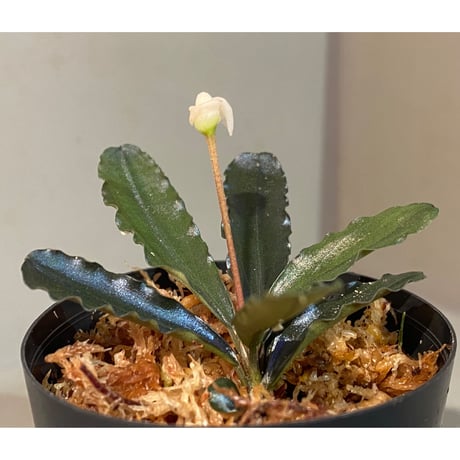 Bucephalandra sp. "Chocolata" [カミハタ便]