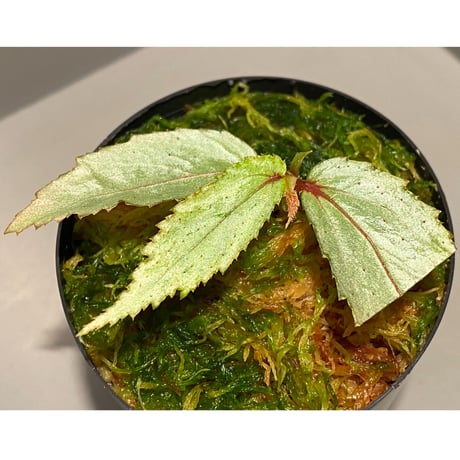 Begonia sp. from Balai Ringin [RIO]