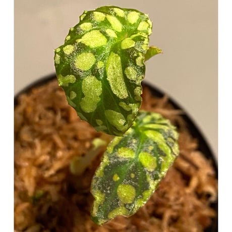 Begonia chlorosticta (Green) from Borneo Sarawak