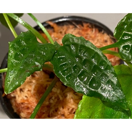 Cryptocoryne minima from Aceh sumatera [出射氏]