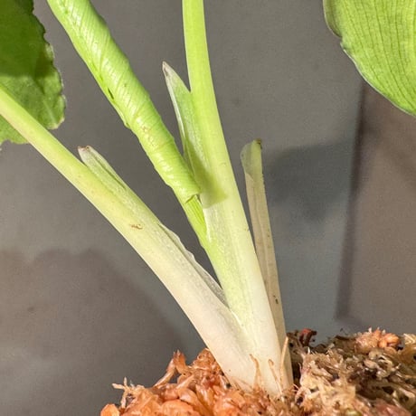 Schismatoglottis scortechinii ①