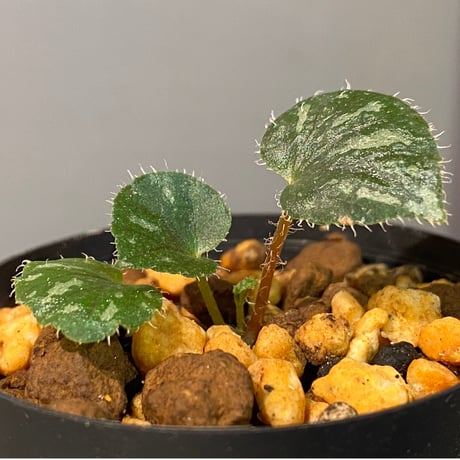 Begonia sp. from Cao Bang [YH251019] TK