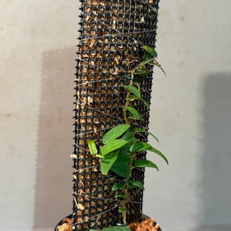 Ficus sp. "Sanggau" Kalimantan barat [TB]