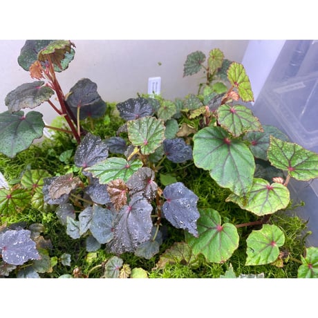 Begonia sp. from North Toraja [S0919-02] 伊藤蟻植物農園
