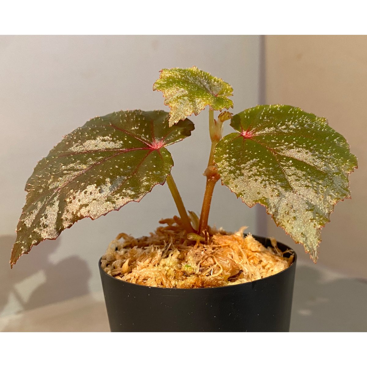 Begonia sp. from North Toraja [S0919-02] 伊藤蟻植物農
