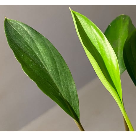 Homalomena sp. Sekadau Selatan ②