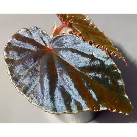 Begonia Rec3 [K0619-f1]