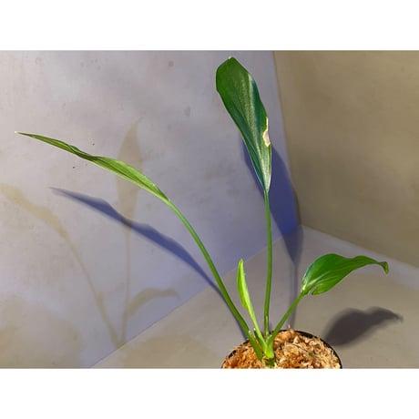 Homalomena sp. from Sekadau Selatan