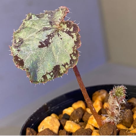 Begonia sp. from Lang Son [YH030519] TK