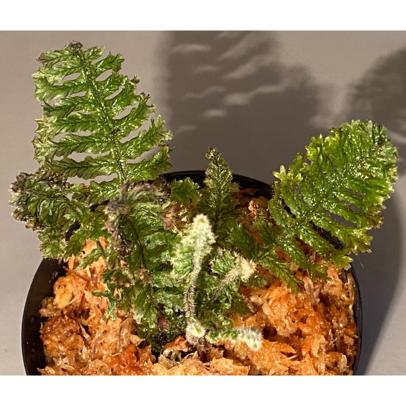 Trichomanes sp. from Iquitos Peru [tanakay] | M