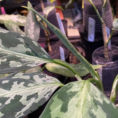 (大株) Aglaonema pictum A "しるば〜らいん" from Aceh sumatera [LA0216-03i]