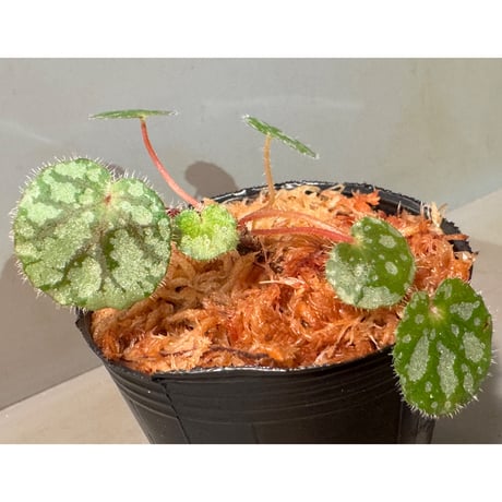 Begonia austroguangxiensis