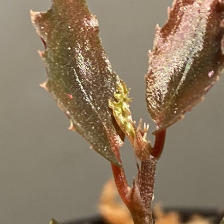 Begonia sp. from Julau [R1214-01b]