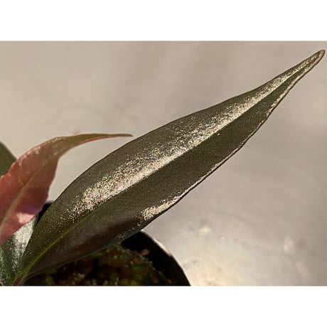 Ardisia sp. from Irian Jaya Papua