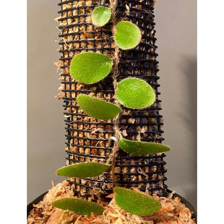 Pyrrosia nummularifolia from Santa Fe Luzon Philippines [KSB]
