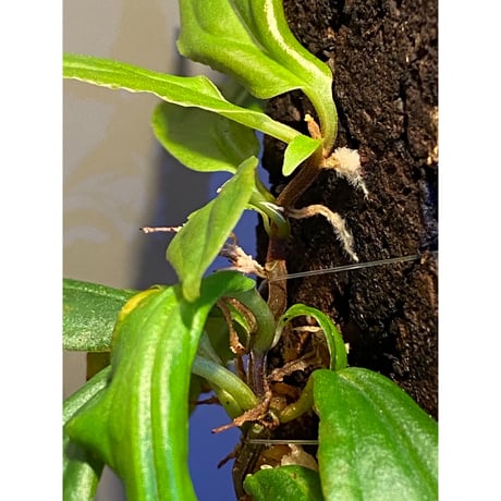Medinilla sp. from Nueva Vizcaya  Luzon Philippines