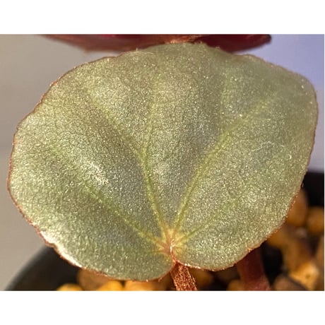 Begonia sp. f1 from Sumatera [NT ORCHID]