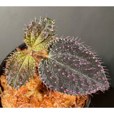 専用！希少！Melastoma sp.Ranau WWR便❣️メラストマ　ソネリラ 希少！Melastoma sp.Ranau WWR便❣️メラストマ ソネリラ - メルカリ