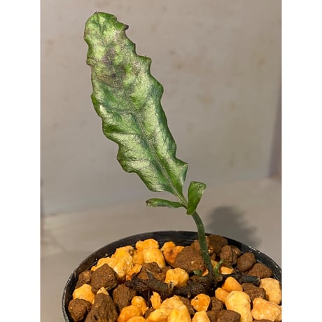 Bolbitis sinuosa from Philippines
