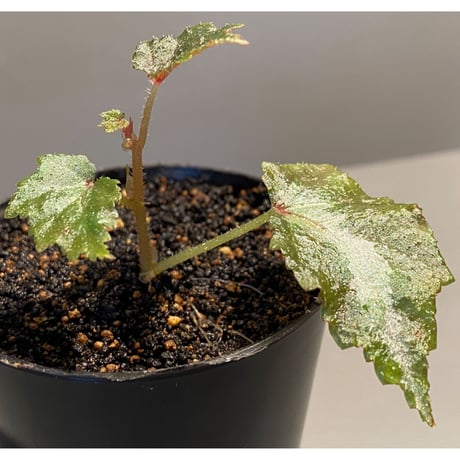 Begonia sp. from Kalimantan Luwu Timur