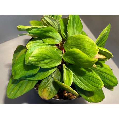 Homalomena sp. [LA0317-z-r]