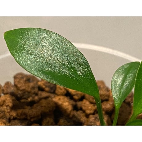 Anubias barteri var.nana (sp.?) "Muyuka Cameroon" 2018年 リオ入荷株 ②