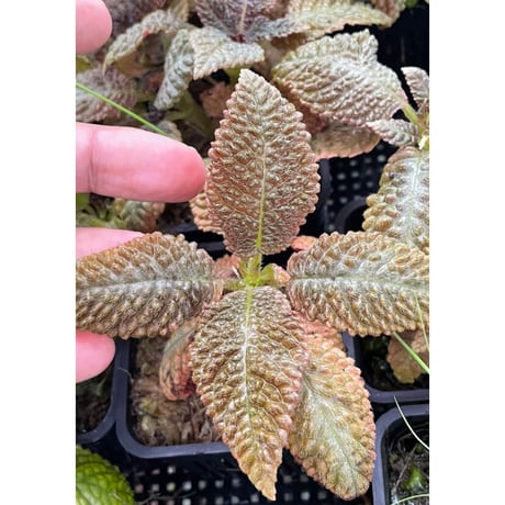 Nautilocalyx sp. 伊藤蟻植物農園
