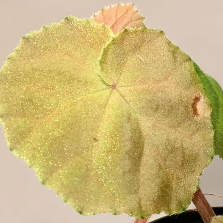 Begonia sp. Blue Type from Malay Peninsula [KN]