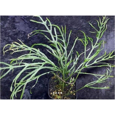 Microsorium sp. from Saripoi [LA0515-02]