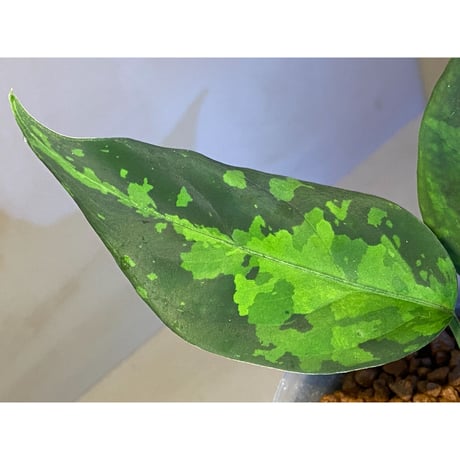 Aglaonema pictum tricolor from Aceh sumatera [LA1218-02b]
