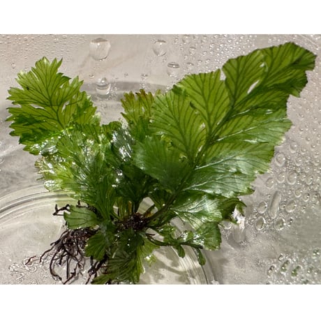 ケファロマネス | STORES