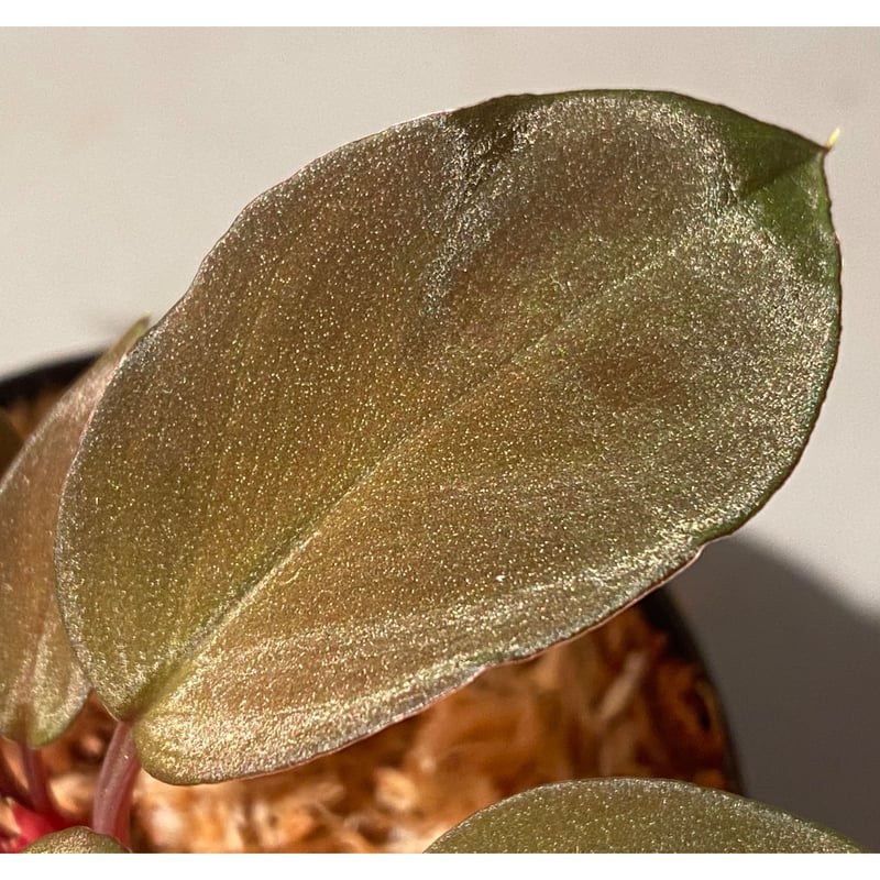 Homalomena sp. from Solok sumatera [LA0616-03]