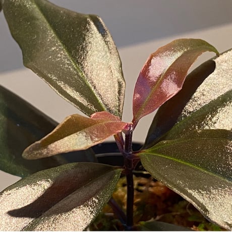 Ardisia sp. from Irian Jaya Papua