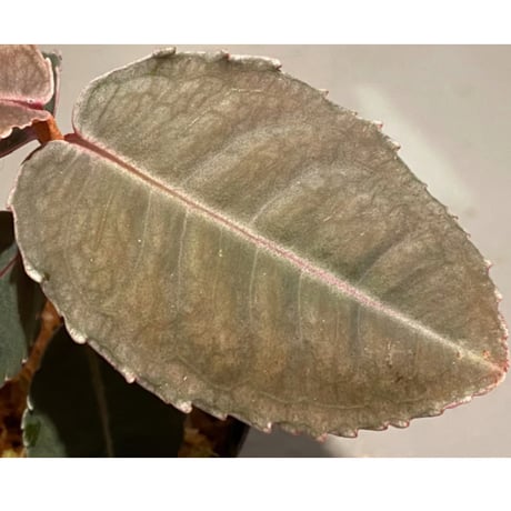 Labisia sp. from Malaysia [KN]