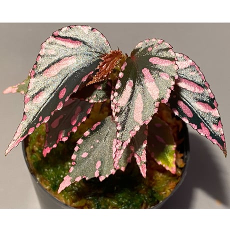 Begonia sp. ぼっち株 from Julau [R1214-01b]