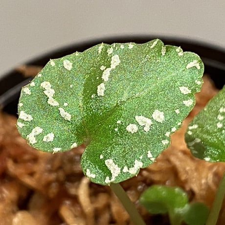 Begonia handelii var. prostrata from Viet Nam