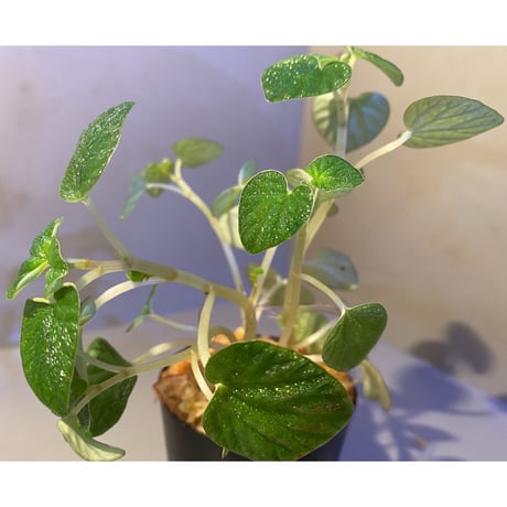 Peperomia sp. from Iquitos Peru [tanakay]