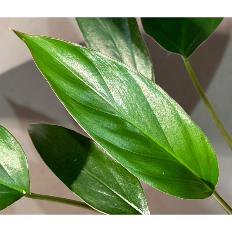 Homalomena limnogena from Pulau Belitung [カミハタ