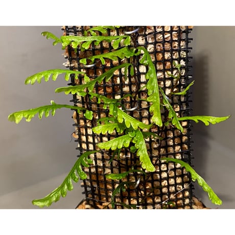 Teratophyllum aculeatum from Nanga pinoh [TB]