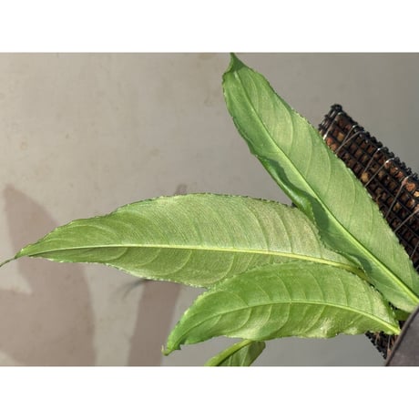 Unknown from Iquitos Peru [tanakay]